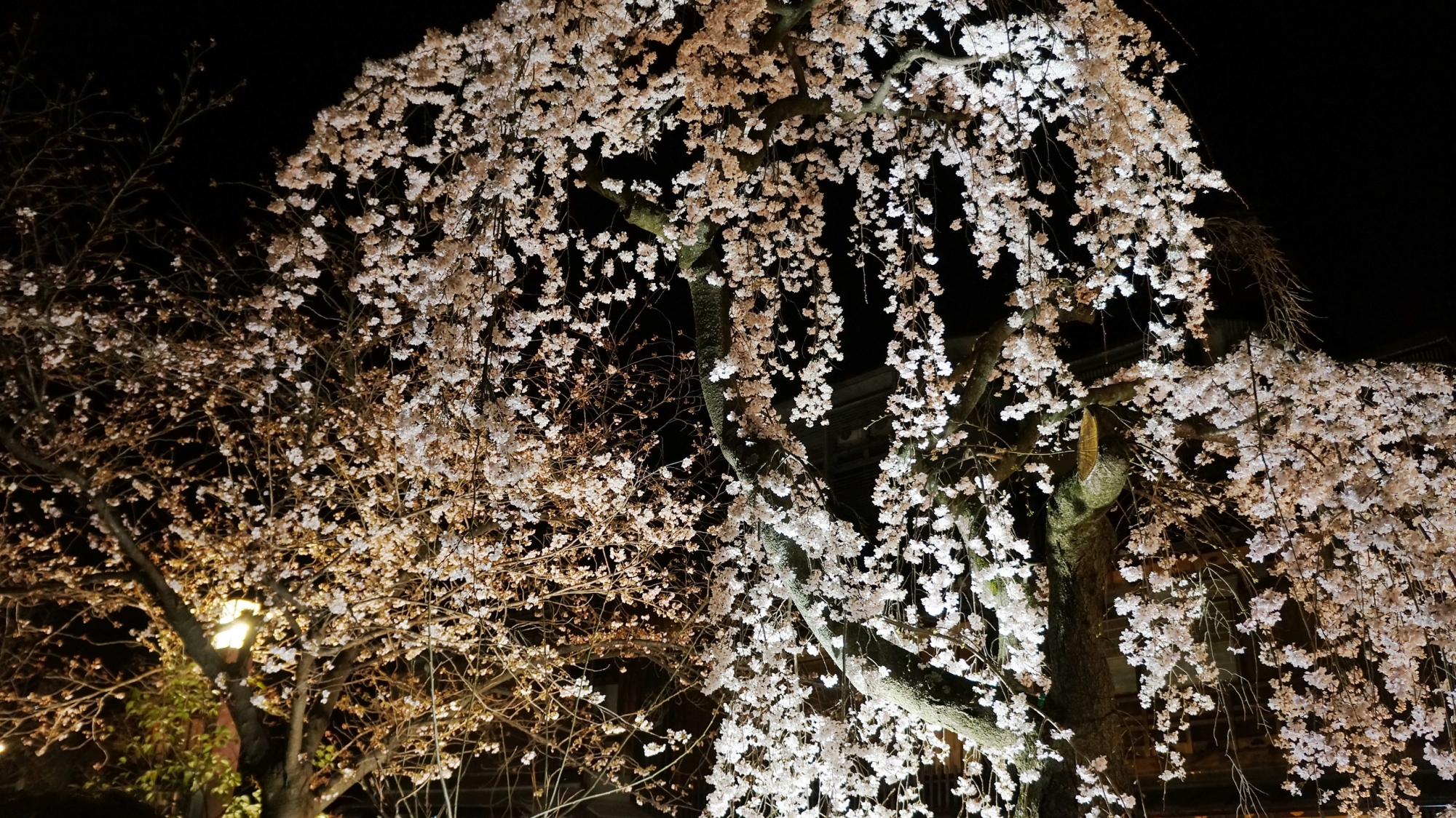 風情ある祇園白川の鮮やかなしだれ桜ライトアップ