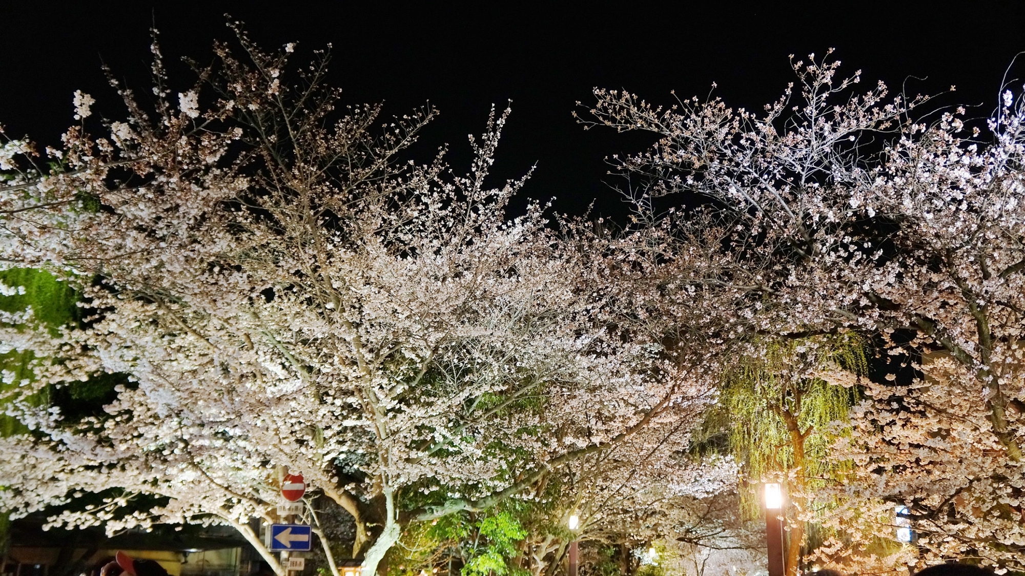 祇園白川の満開の夜桜と柳