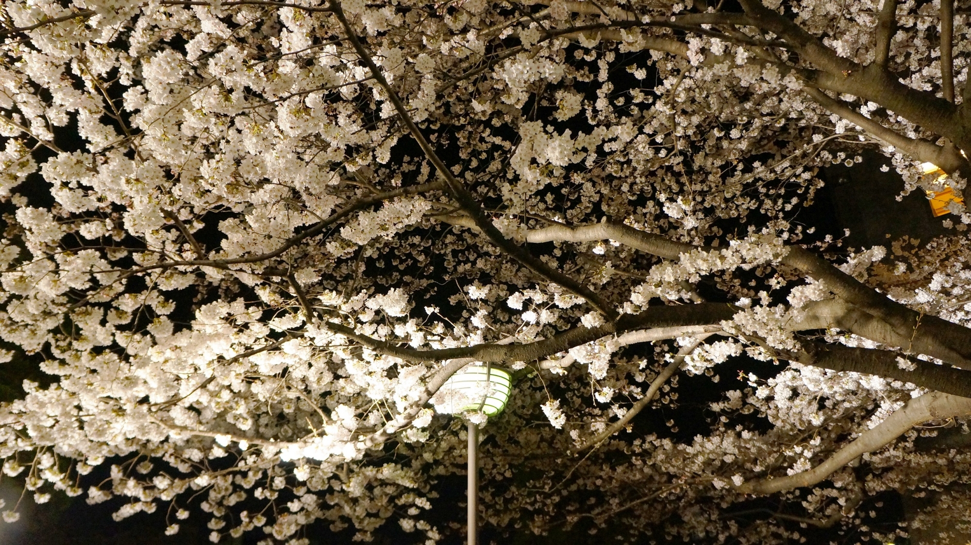 高画質 祇園白川 満開 桜 ライトアップ 春 写真 幻想的