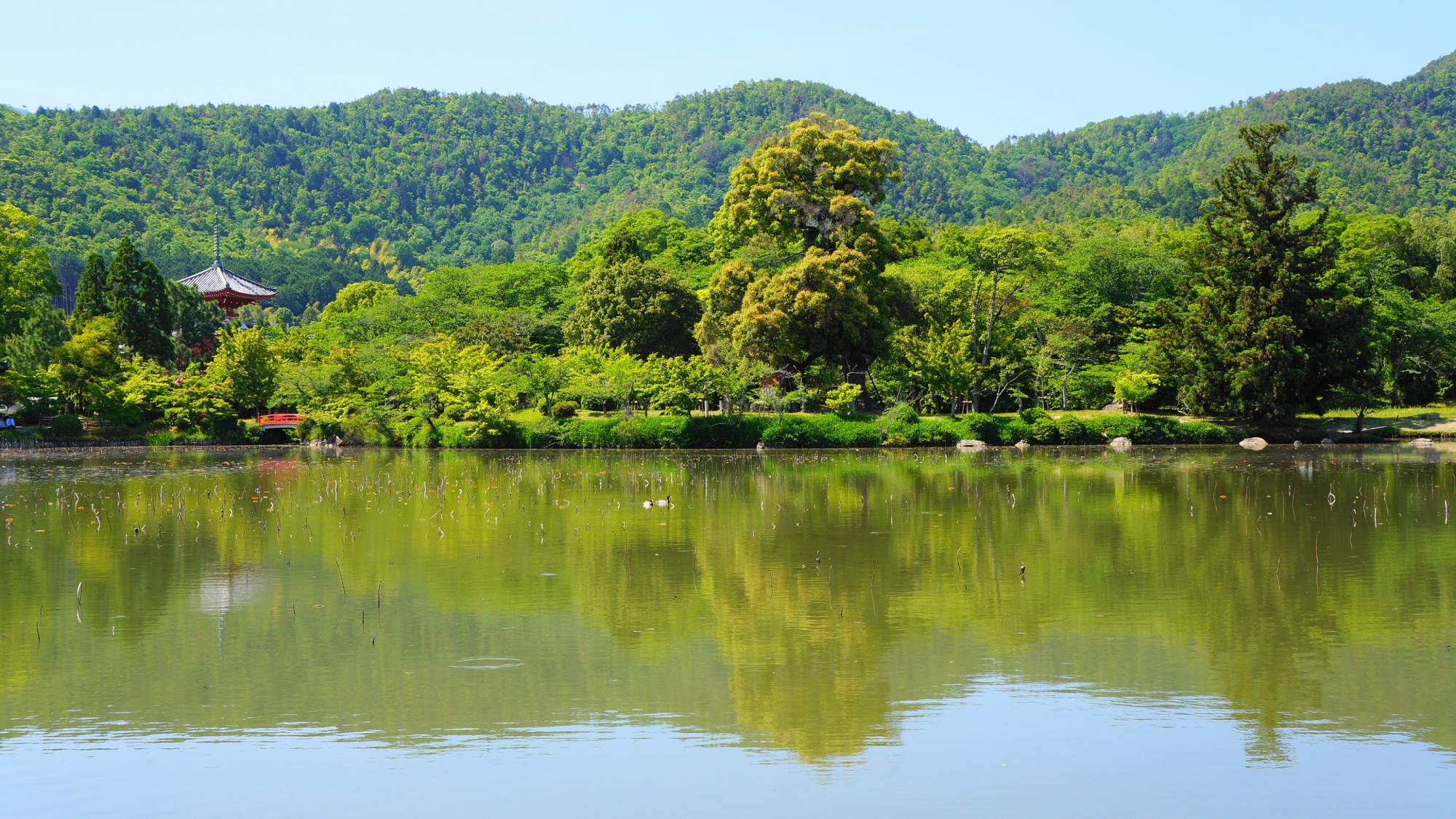 大覚寺のサツキや大沢池の情景