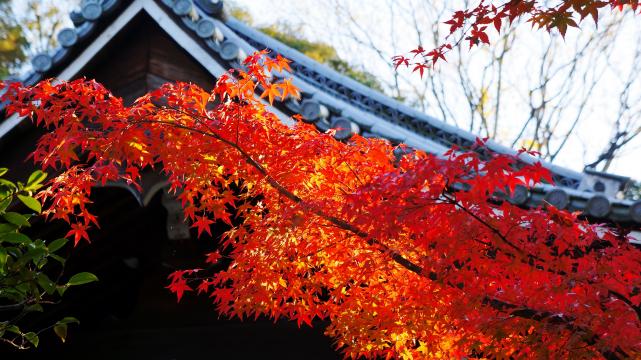 泉涌寺の大門と見ごろの紅葉