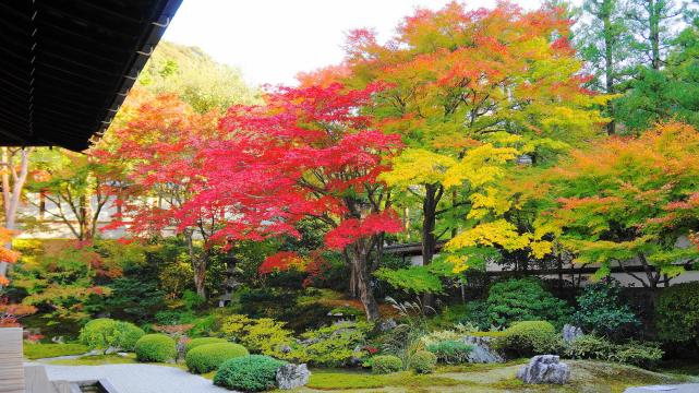 泉涌寺の御座所庭園の見ごろの紅葉