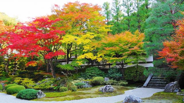 泉涌寺の御座所庭園の見ごろの鮮やかな紅葉