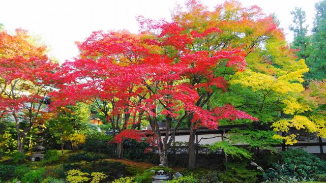 美しい紅葉につつまれた泉涌寺の御座所庭園