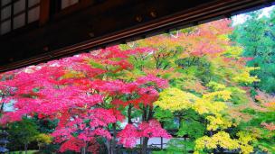 泉涌寺の御座所庭園の綺麗な見ごろの紅葉