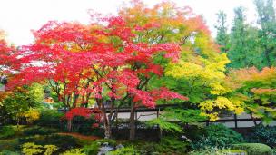 泉涌寺の御座所庭園の見ごろの紅葉 2012年11月
