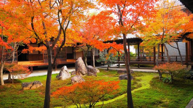 京都の隠れた紅葉の名所の建仁寺の潮音庭の見ごろの紅葉と苔と岩