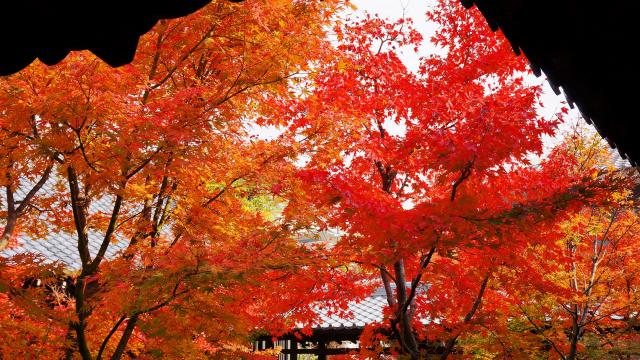 建仁寺の優雅な潮音庭の見ごろの美しい紅葉
