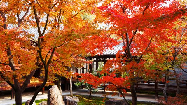 建仁寺の美しい潮音庭の優美な紅葉