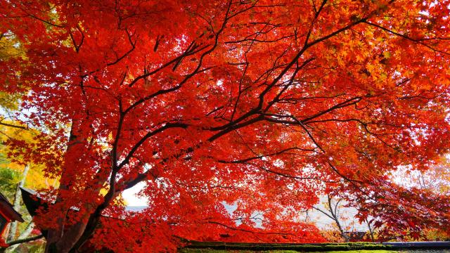 鞍馬寺の転法輪堂前の見ごろの鮮やかな紅葉 11月