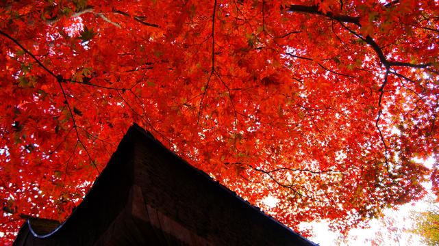 見事な真っ赤な紅葉につつまれた京都鞍馬寺の転法輪堂前