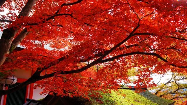 鞍馬寺の転法輪堂前の見頃の真っ赤な鮮やかな紅葉