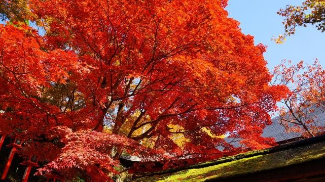 京都鞍馬寺の転法輪堂前の真っ赤な見ごろの紅葉と綺麗な苔