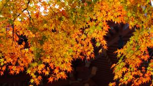 鞍馬寺の仁王門と見頃の美しい紅葉