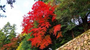 Kurama-dera Temple Kyoto autumn leaves 寝殿 見ごろ 紅葉 くらまでら