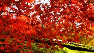 autumn leaves moss Kurama-dera Temple Kyoto くらま寺 転法輪堂 紅葉 見ごろ 苔