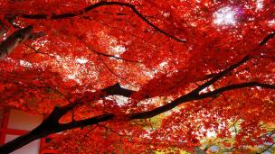 鞍馬寺の転法輪堂前の見ごろの美しい紅葉 2012年