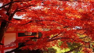 鞍馬寺の転法輪堂前の見ごろの綺麗な紅葉