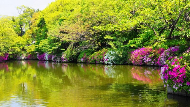 神泉苑の法成就池の満開のツツジと新緑