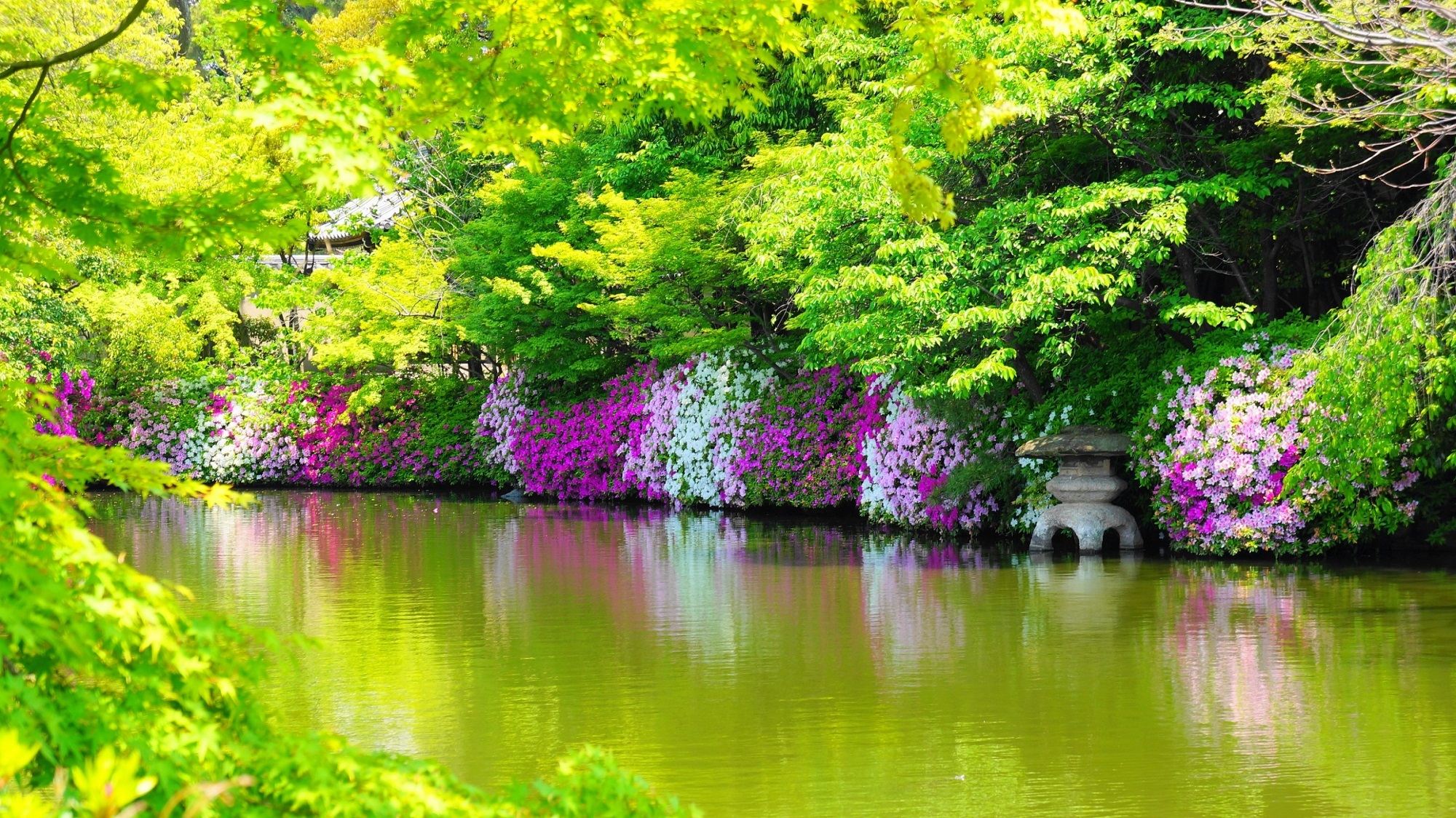 洛中のツツジの名所　春の神泉苑を華やぐ彩りと新緑