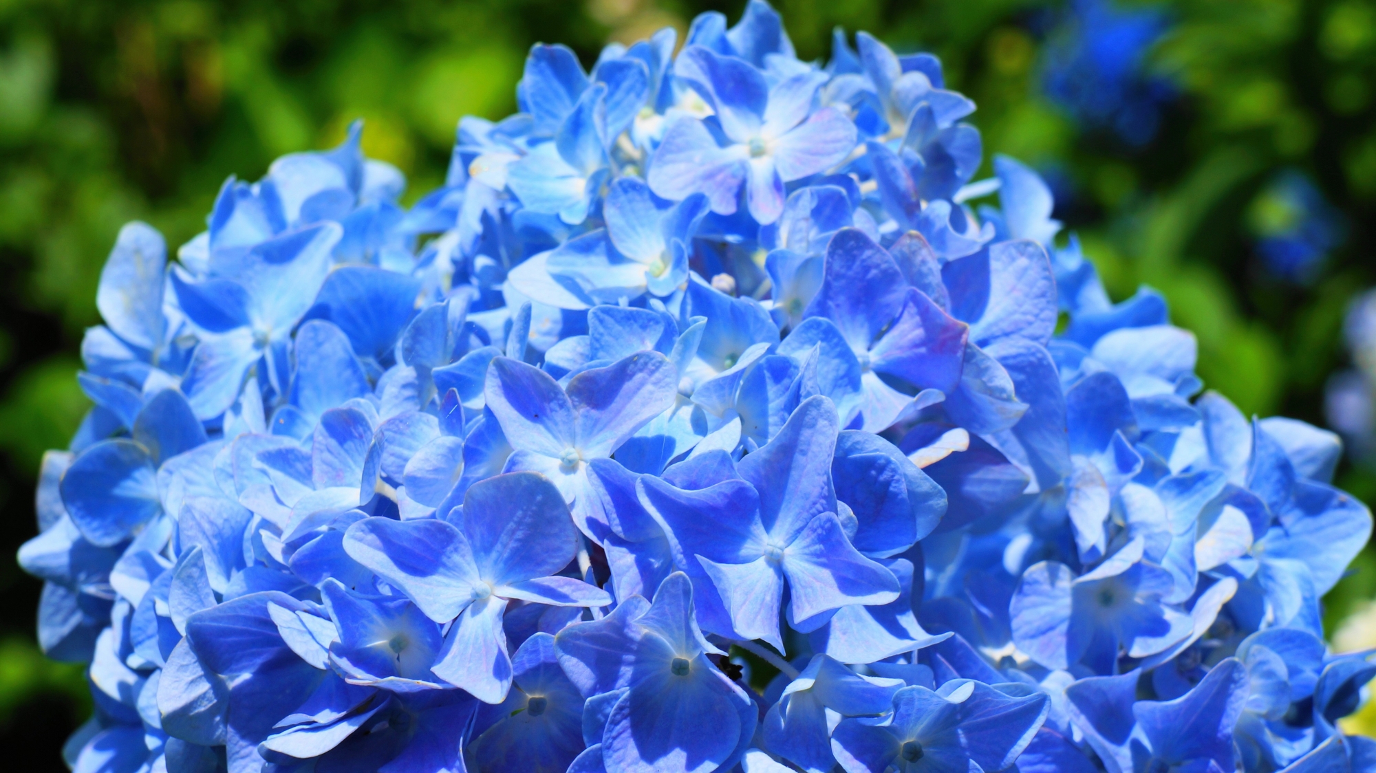 華やかに青く輝く三室戸寺の見事な紫陽花
