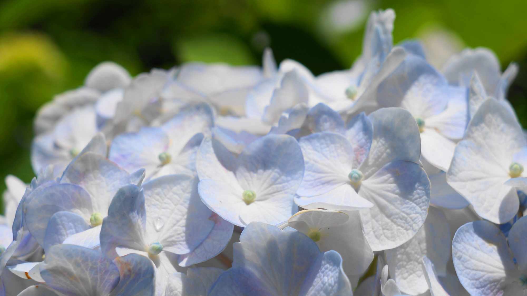 白い紫陽花に彩りをそえるほのかな青