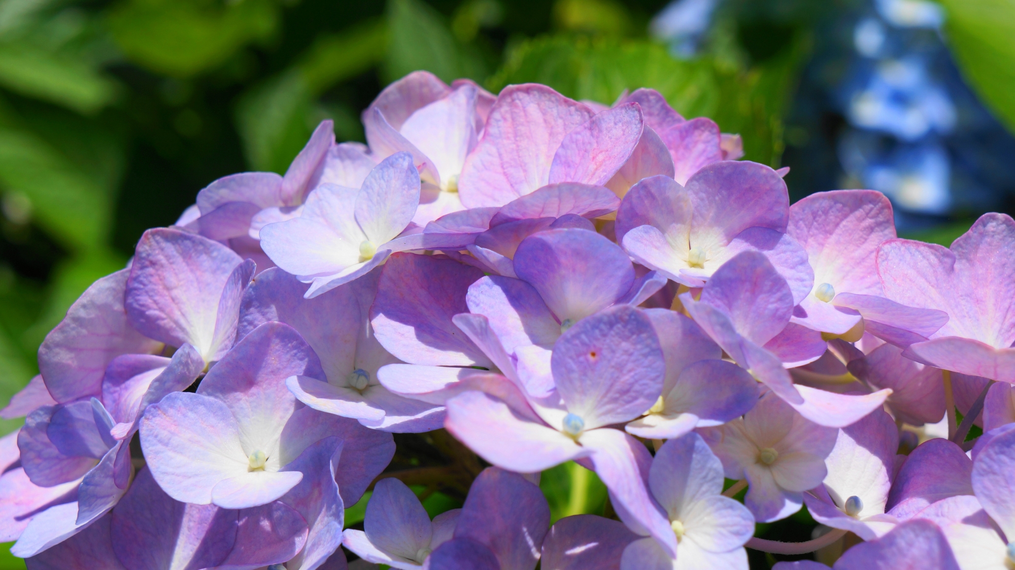 薄い紫色の上品な紫陽花