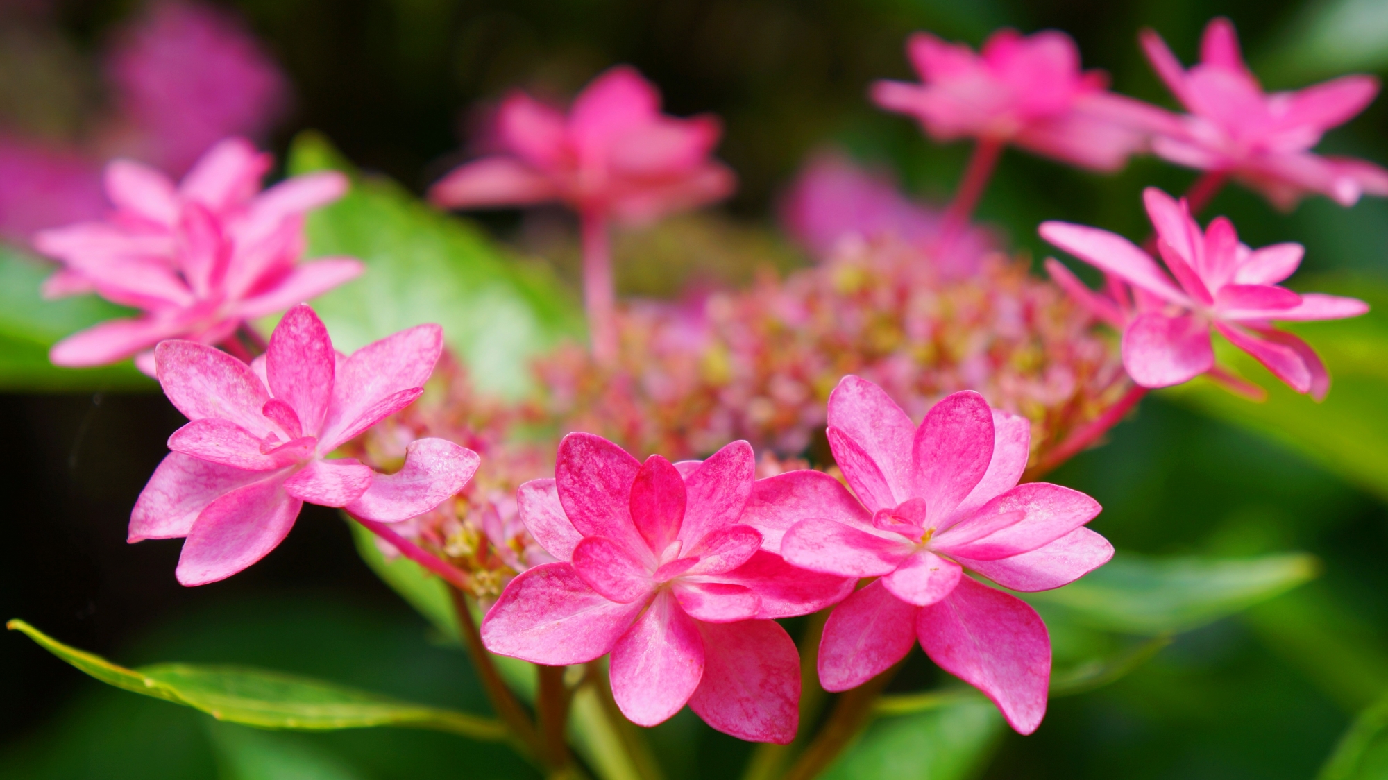 華やかなピンクが踊るように咲く三室戸寺のホシアジサイ