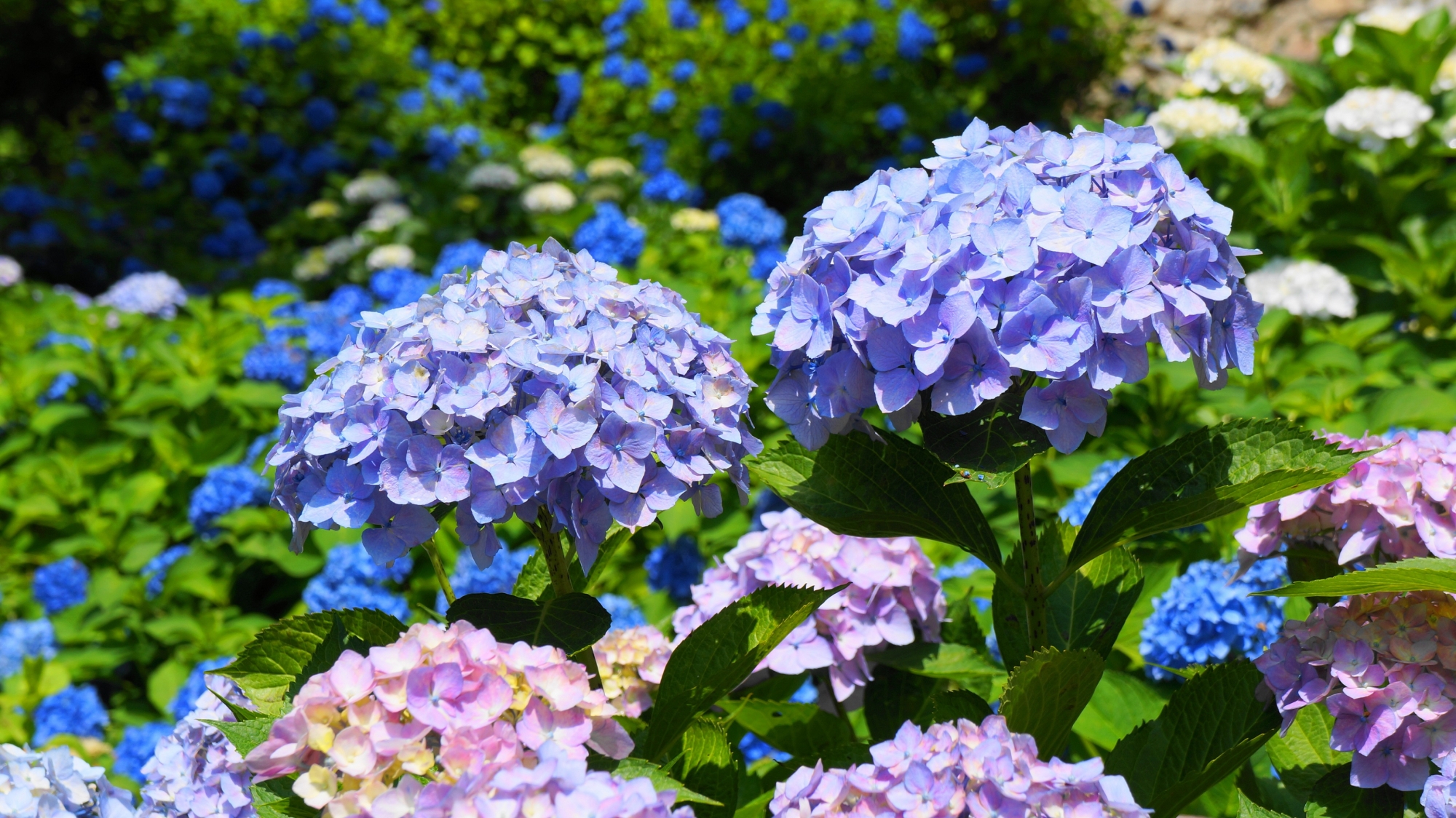 優雅に咲き誇る三室戸寺の薄い色合いの華やかな紫陽花
