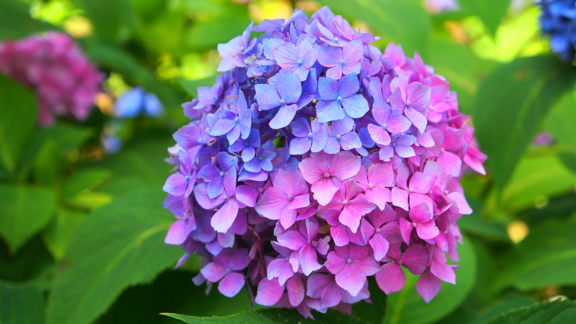 あじさい寺の三室戸寺の素晴らしい紫陽花と初夏の彩り