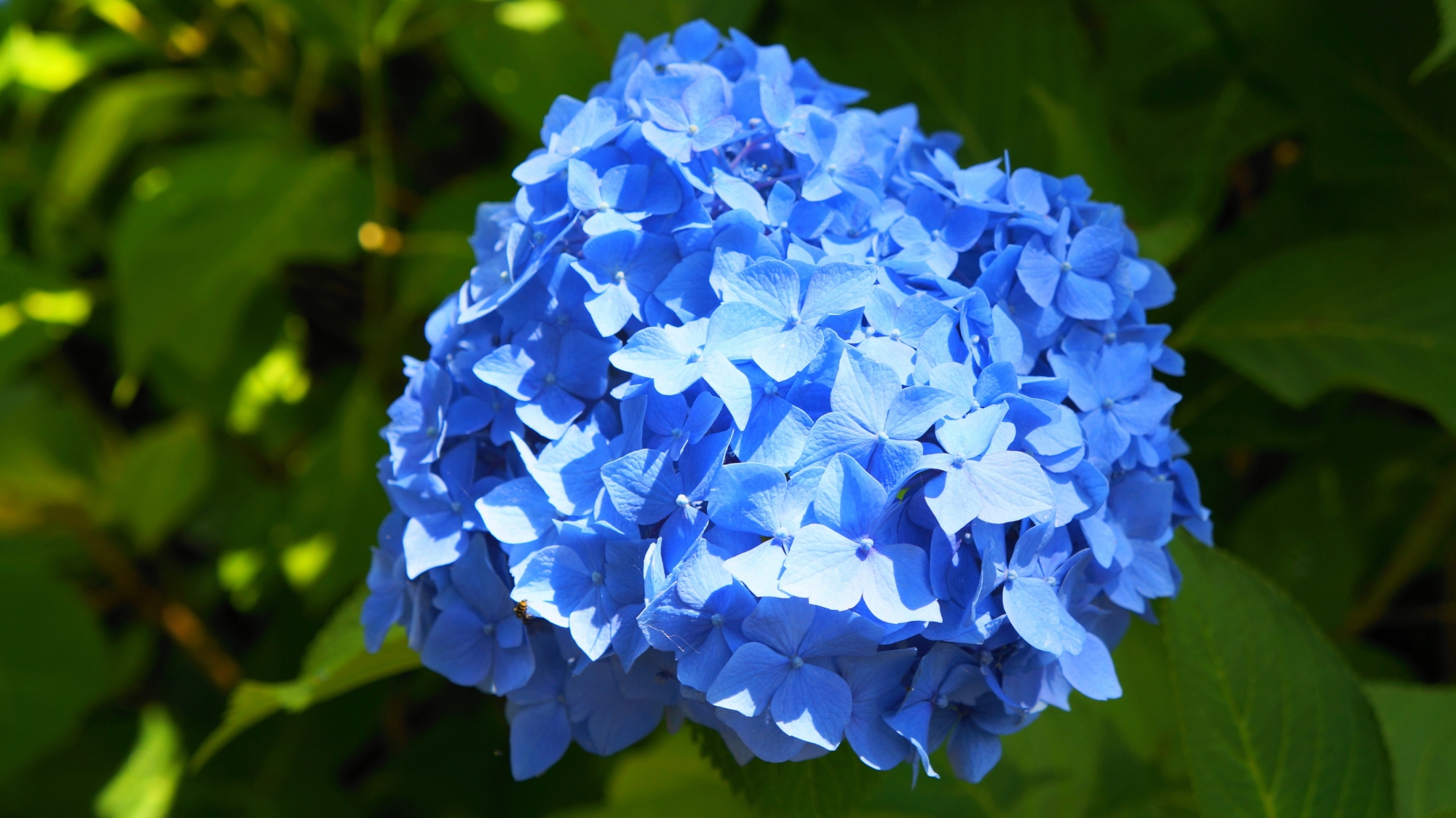 三室戸寺のあじさい園の太陽を浴びて煌く青い紫陽花