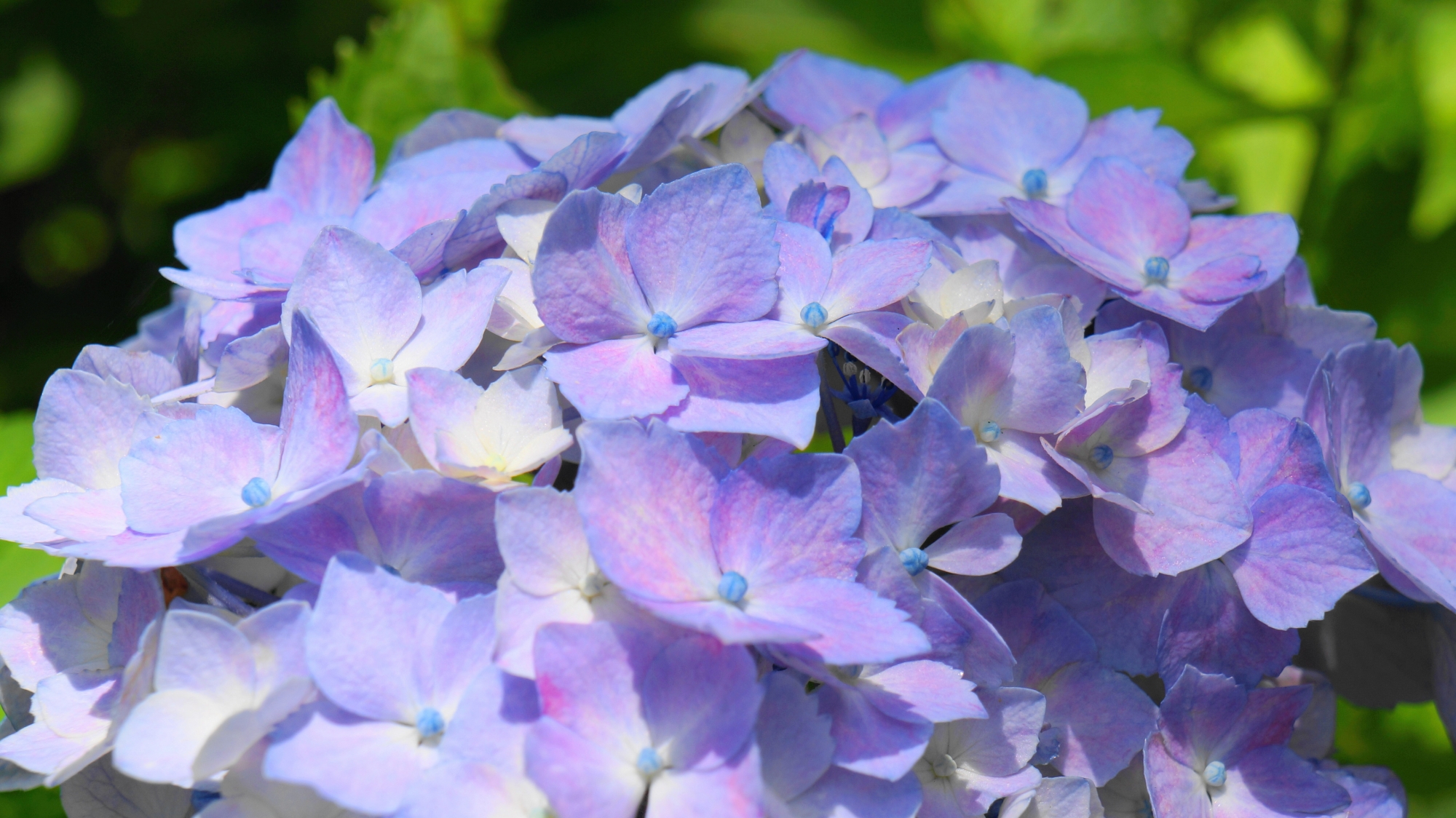 三室戸寺の華やぐ淡い紫色の花びら