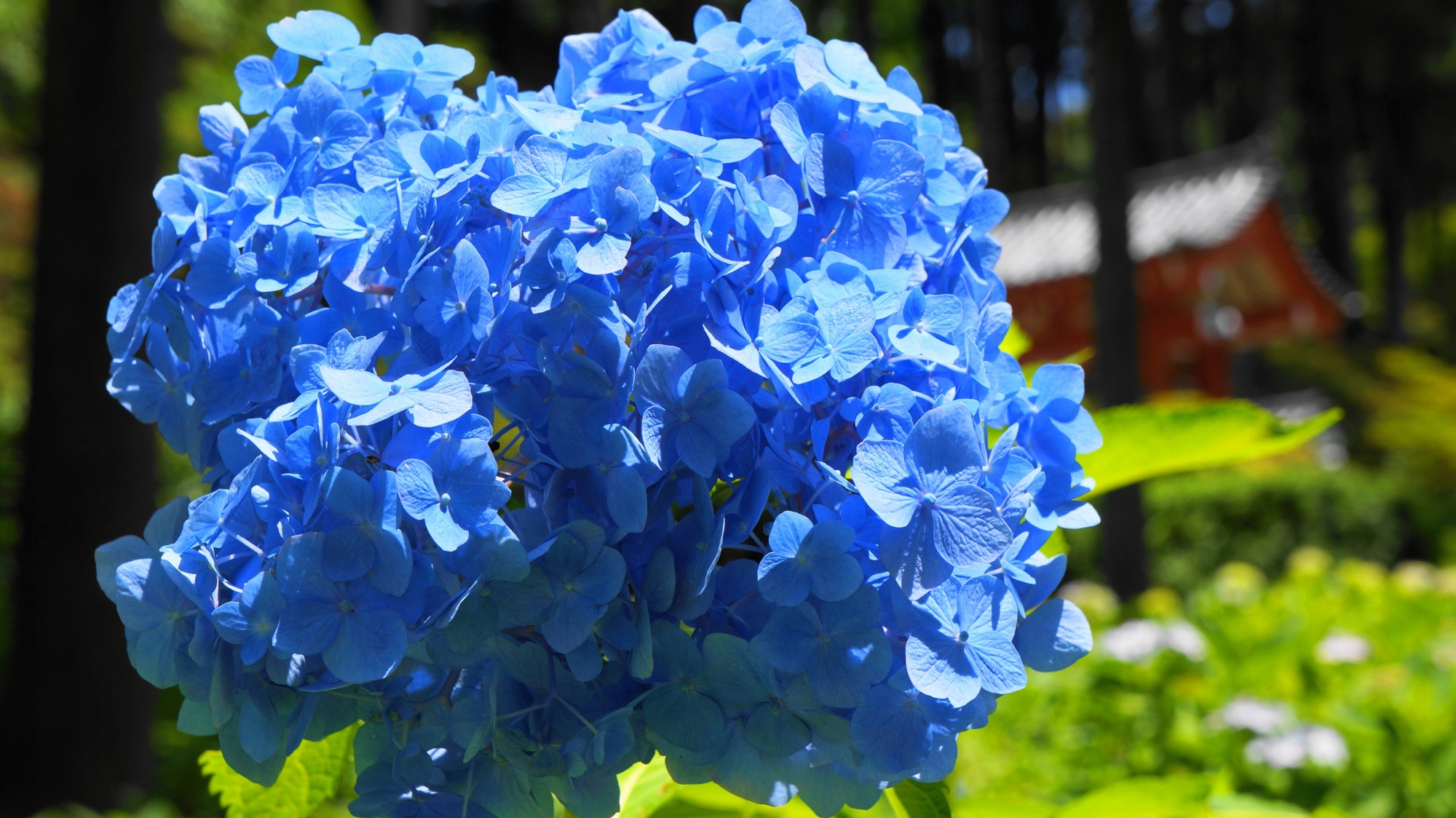 太陽を浴びて青く煌く花びら