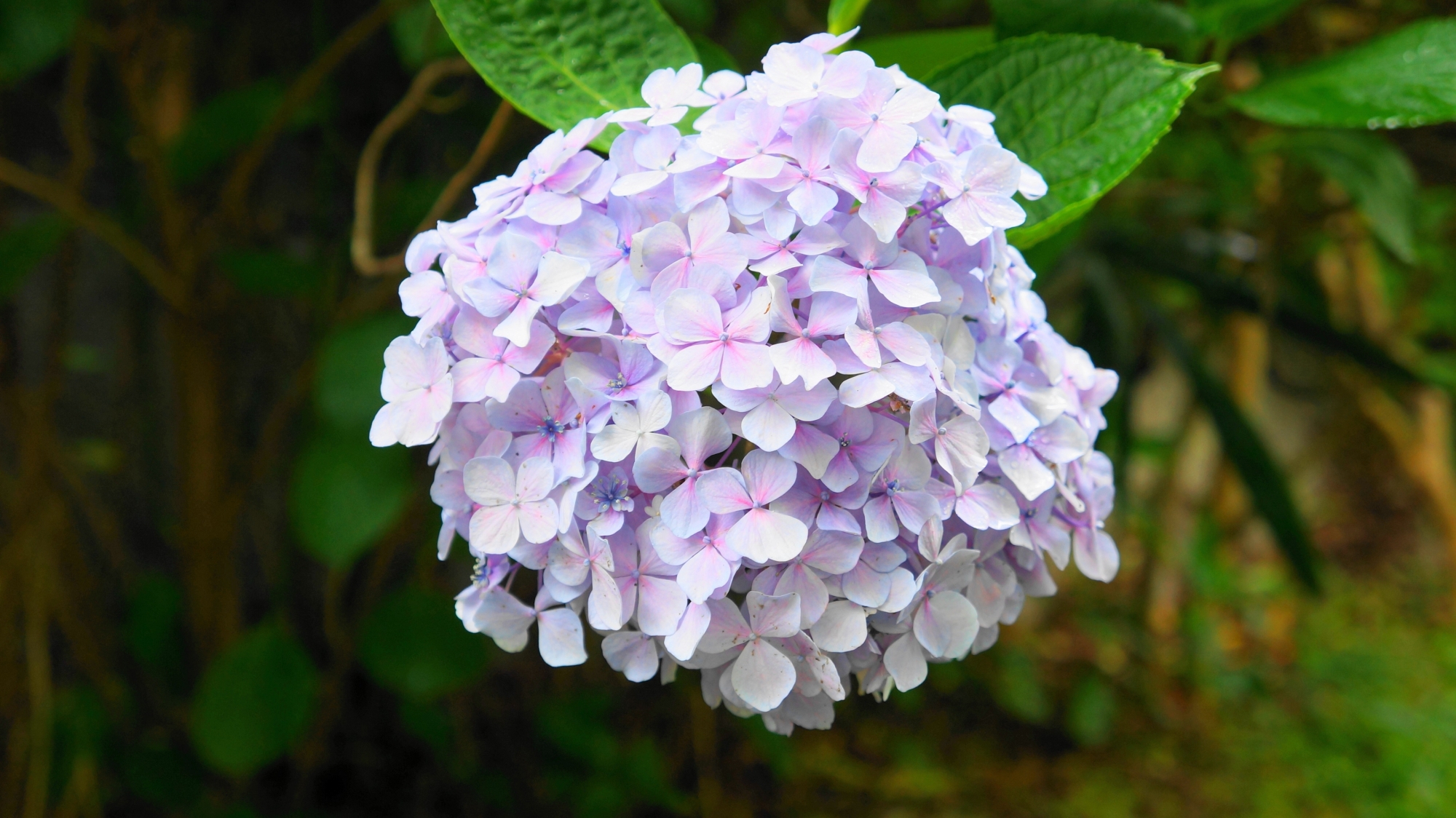 宇治川派流の淡い色合いの華やかな紫陽花