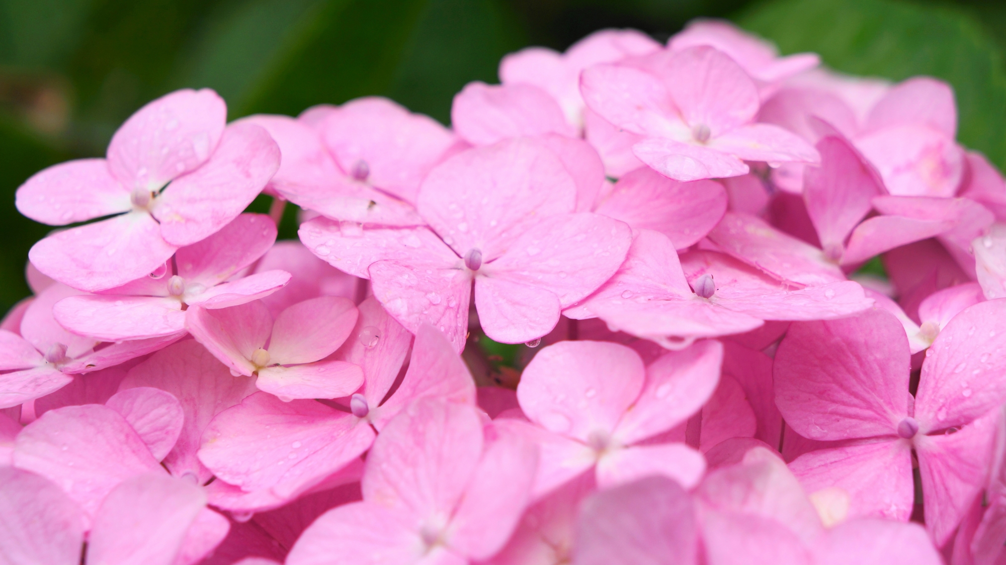 宇治川派流の雨で潤う可愛いアジサイの花びら