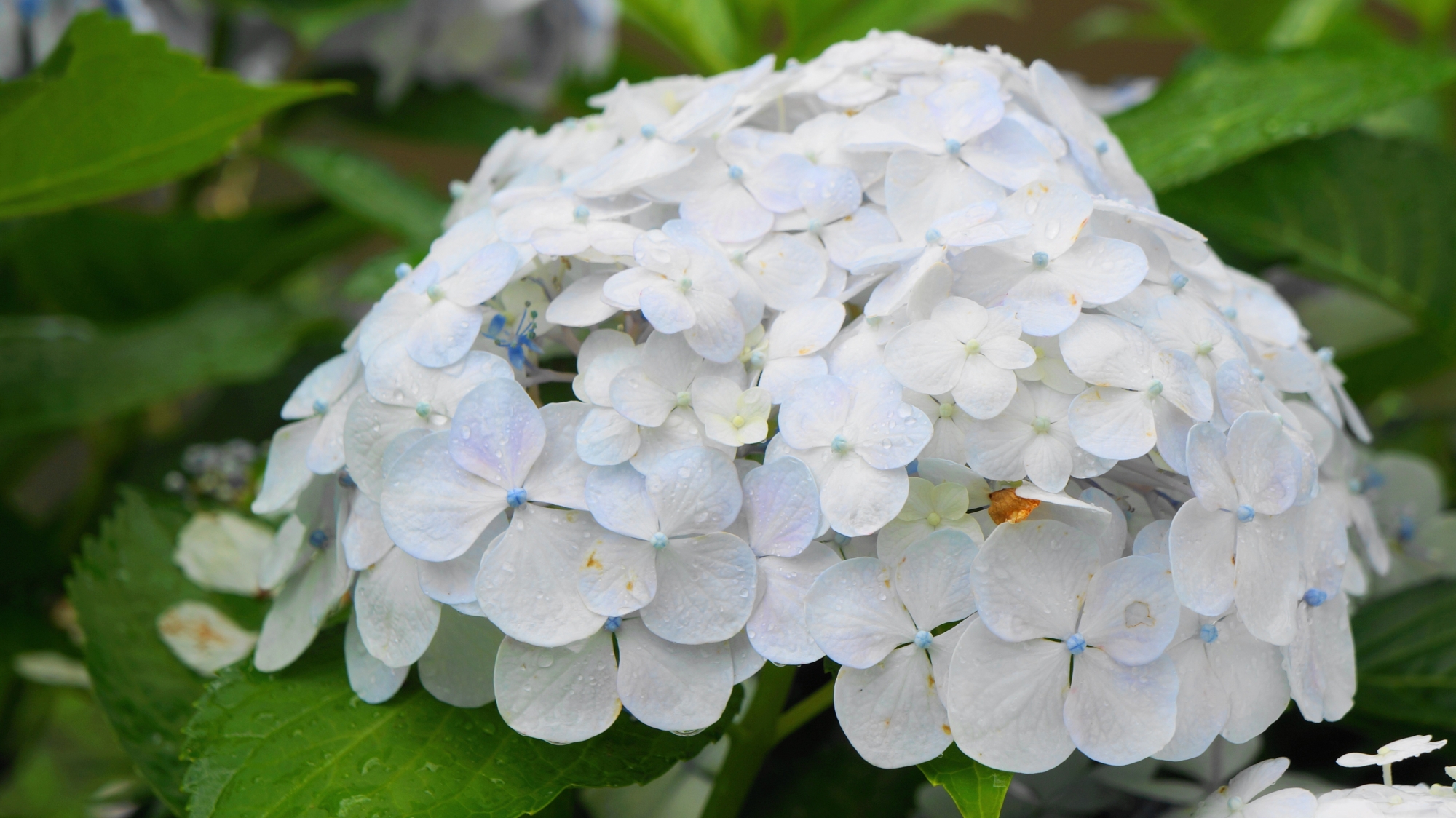 宇治川派流のほのかな水色がかった白い紫陽花