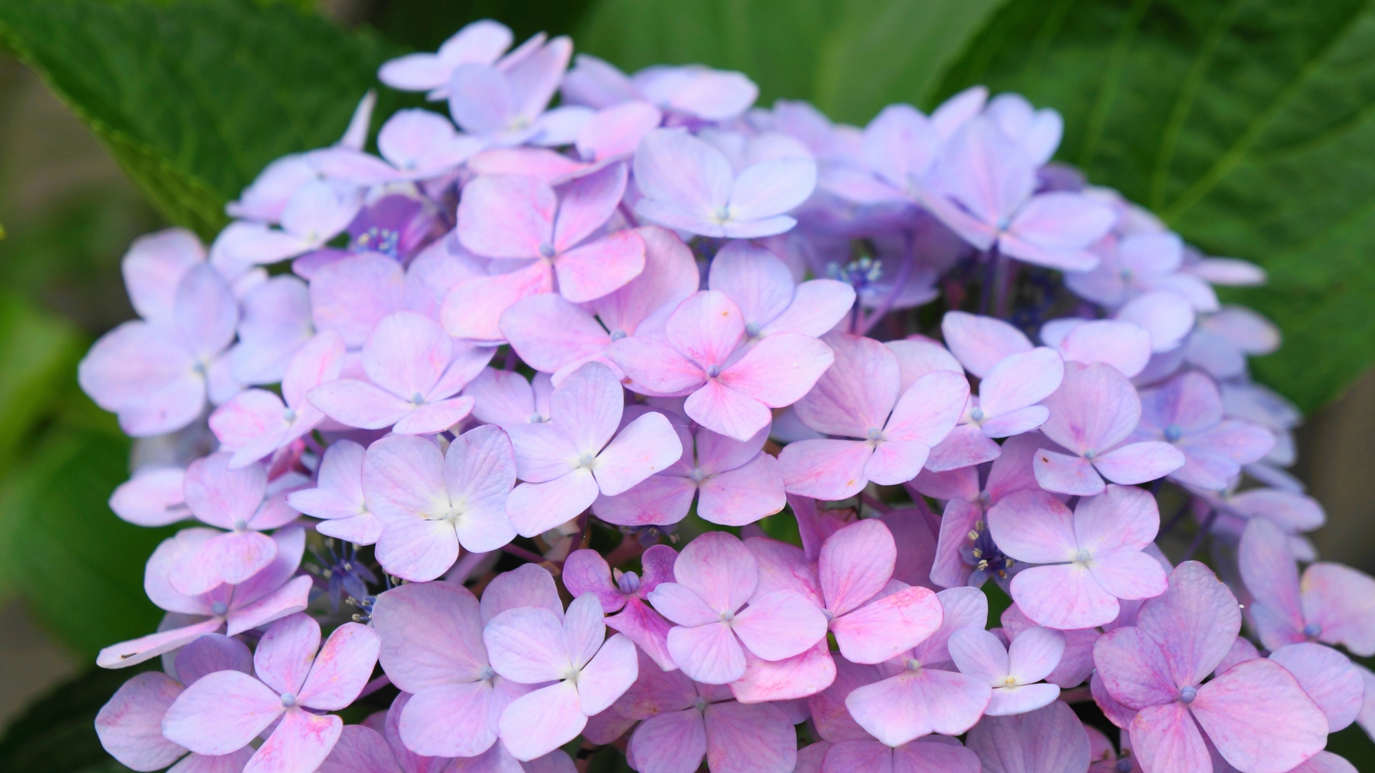 ピンクや薄い紫など多彩な色が入った可愛い紫陽花