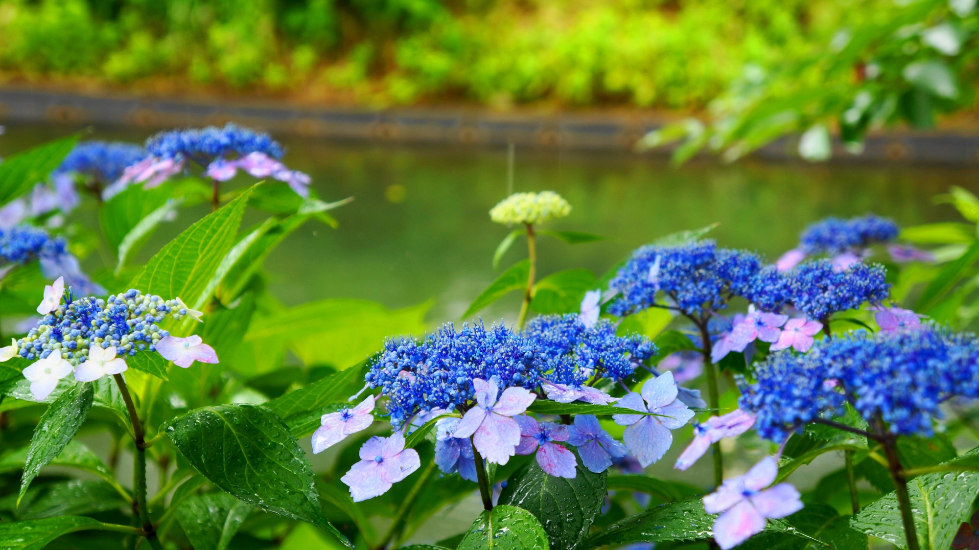 雨に潤い水辺を華やぐ宇治川派流の額紫陽花