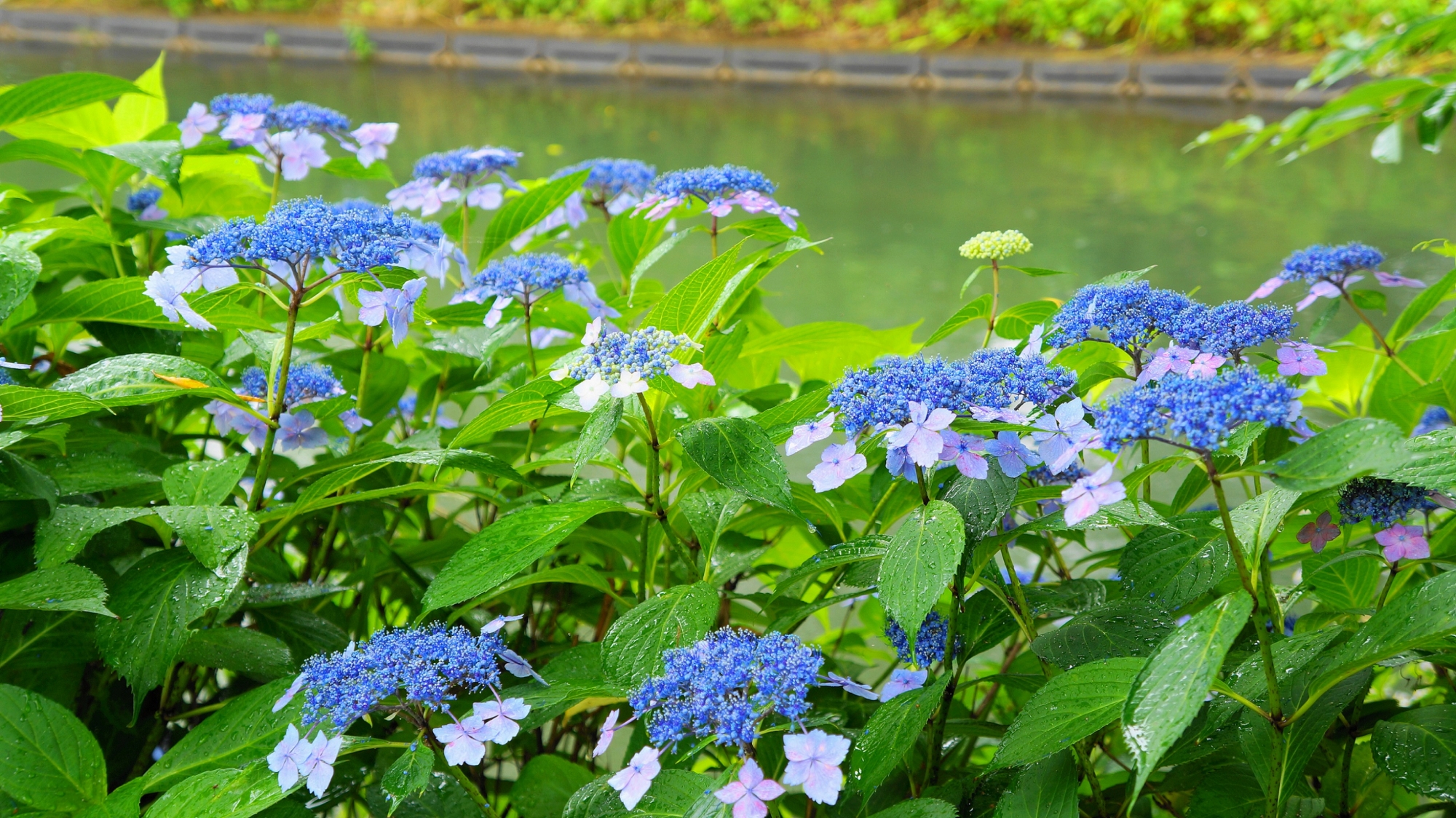 宇治川派流の水辺を爽やかな青色に染める額紫陽花