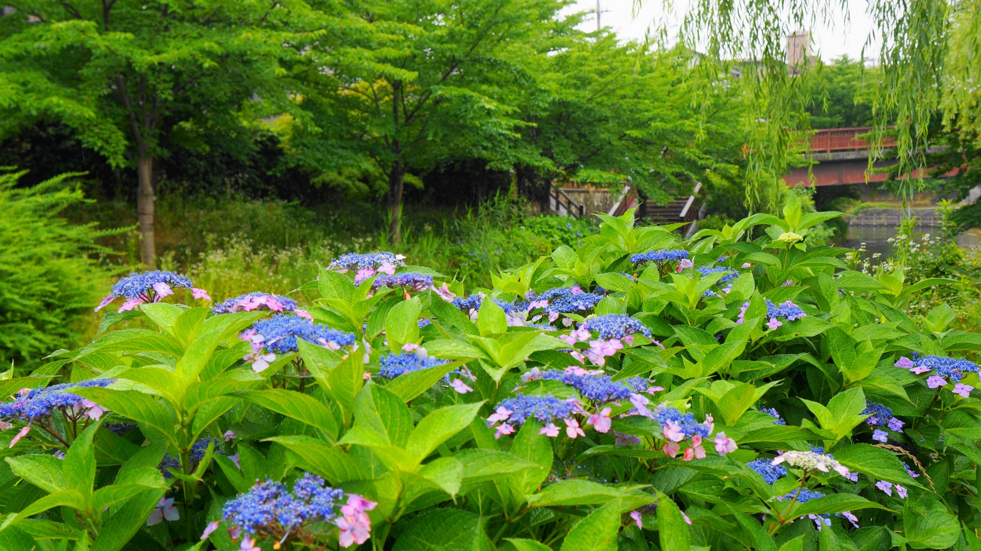 宇治川派流の緑の中で咲く額紫陽花（ガクアジサイ）