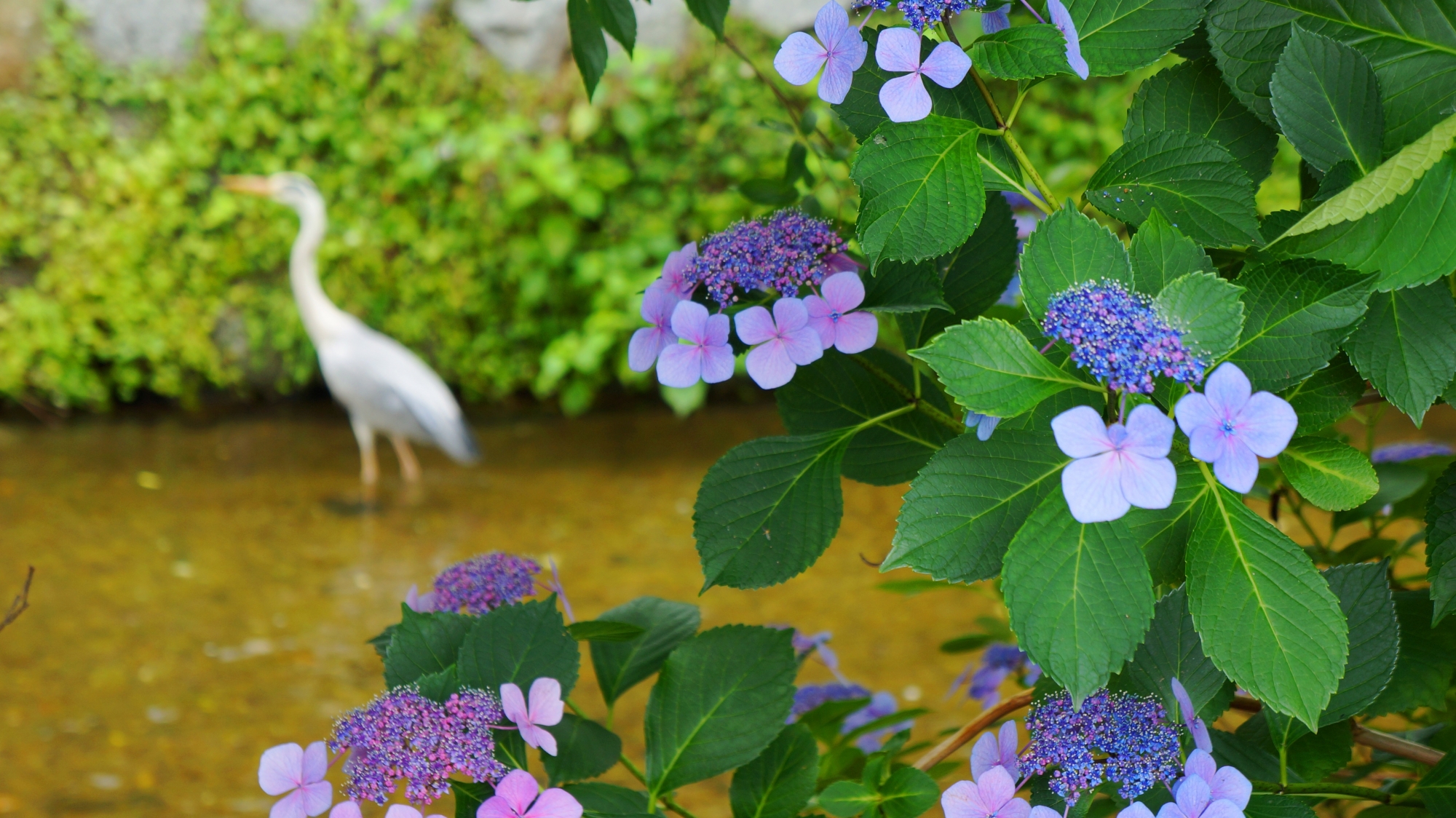 祇園祇園白川の紫陽花と鷺