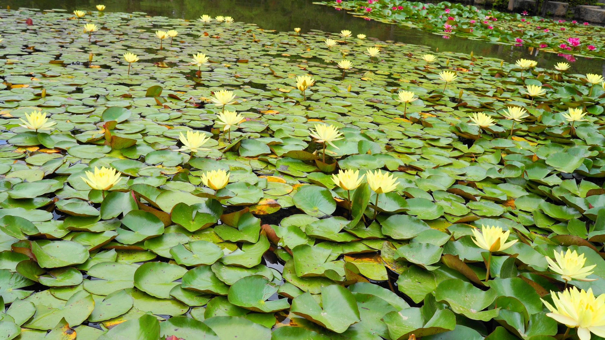 Water lily Heian-jingu Shrine Garden Kyoto spring