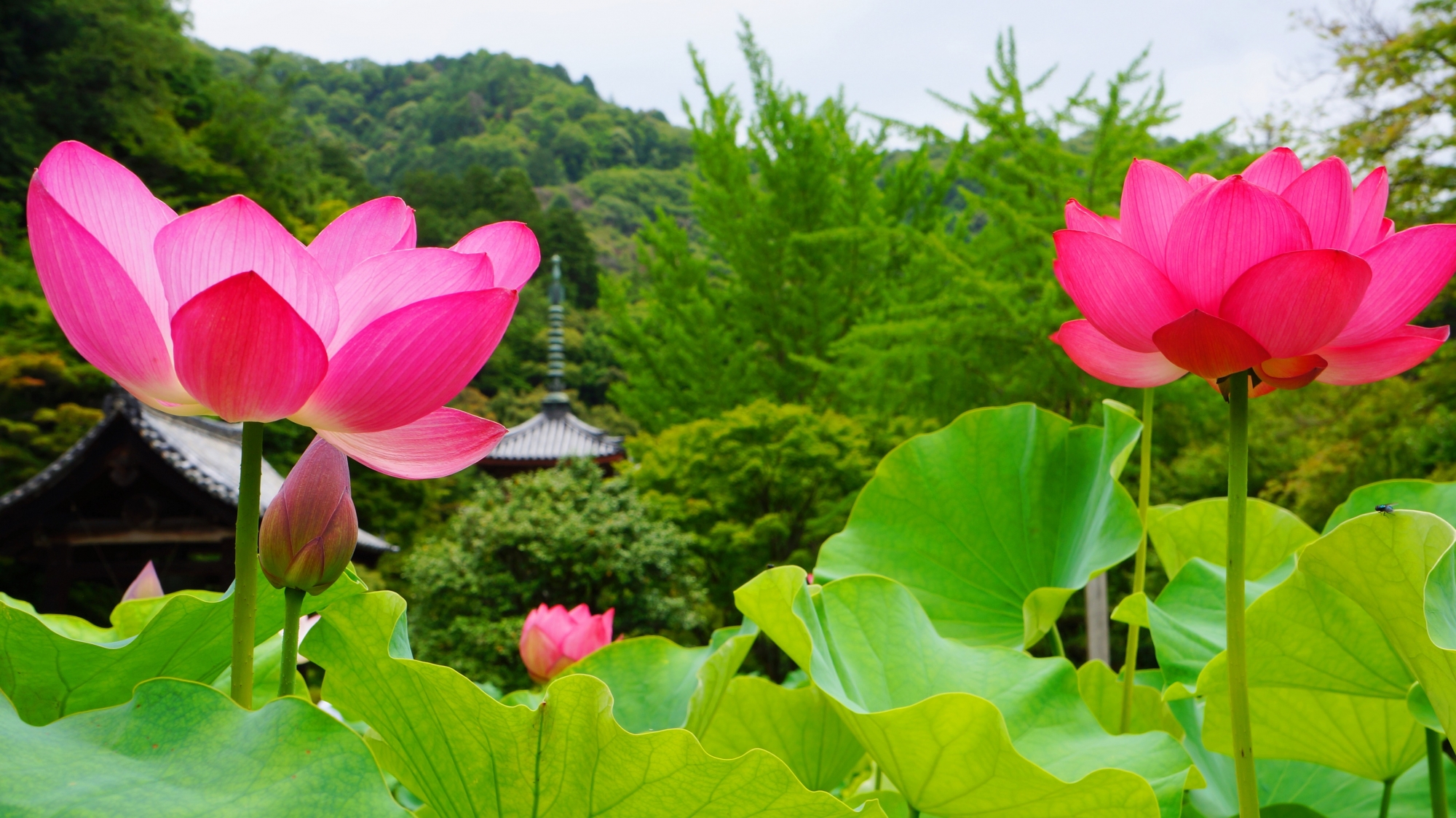 伽藍や緑を背景にした多様な蓮の花につつまれる三室戸寺