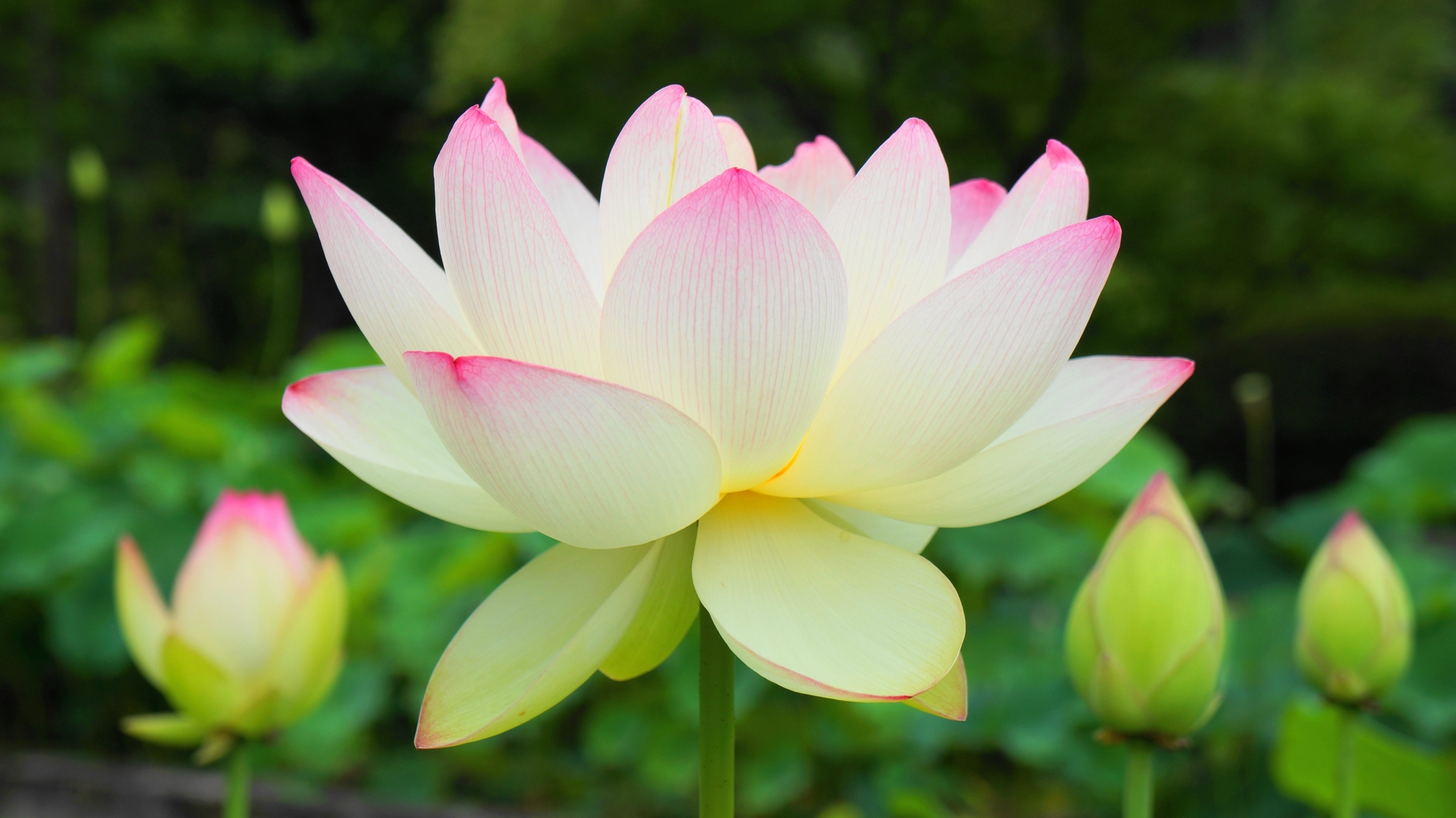 三室戸寺の咲き誇る絶品の蓮の花