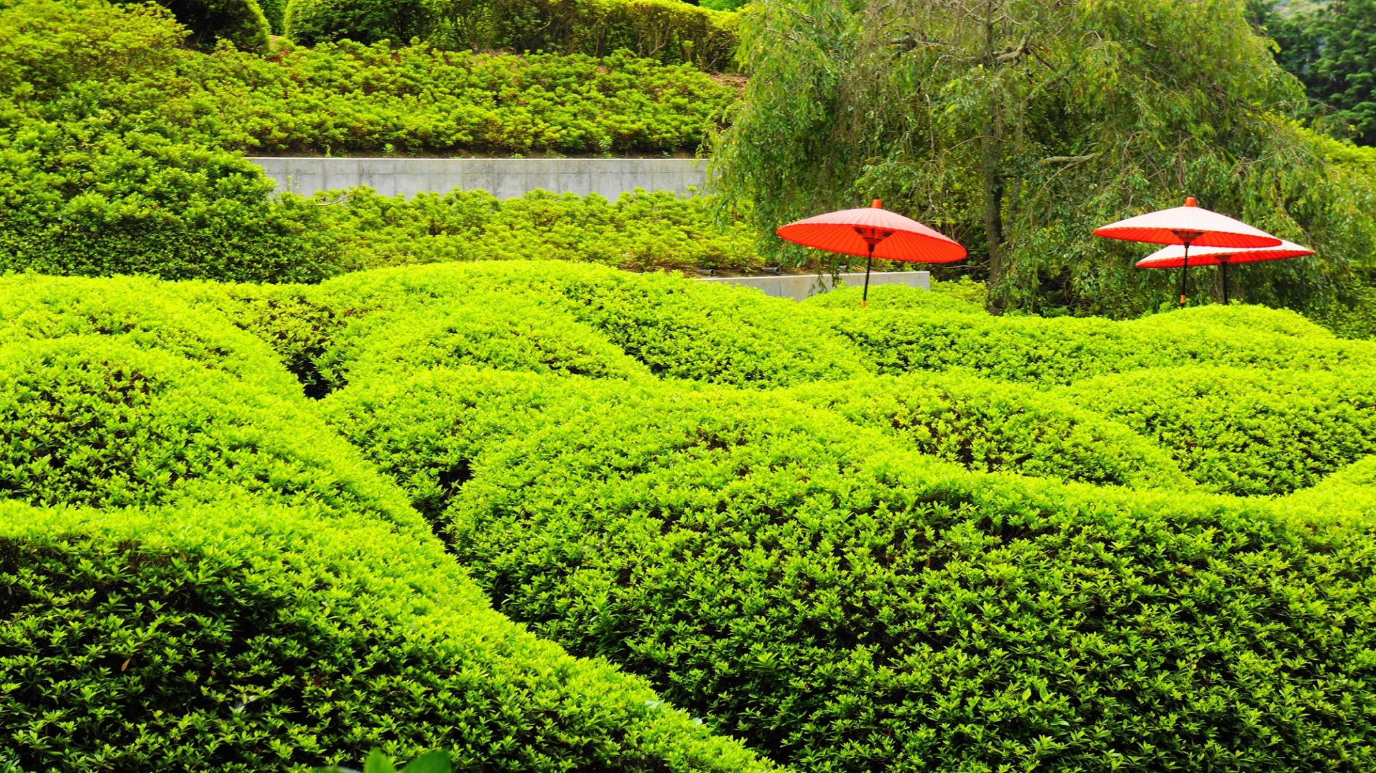 赤い傘が良いアクセントになる三室戸寺のツツジの緑の空間