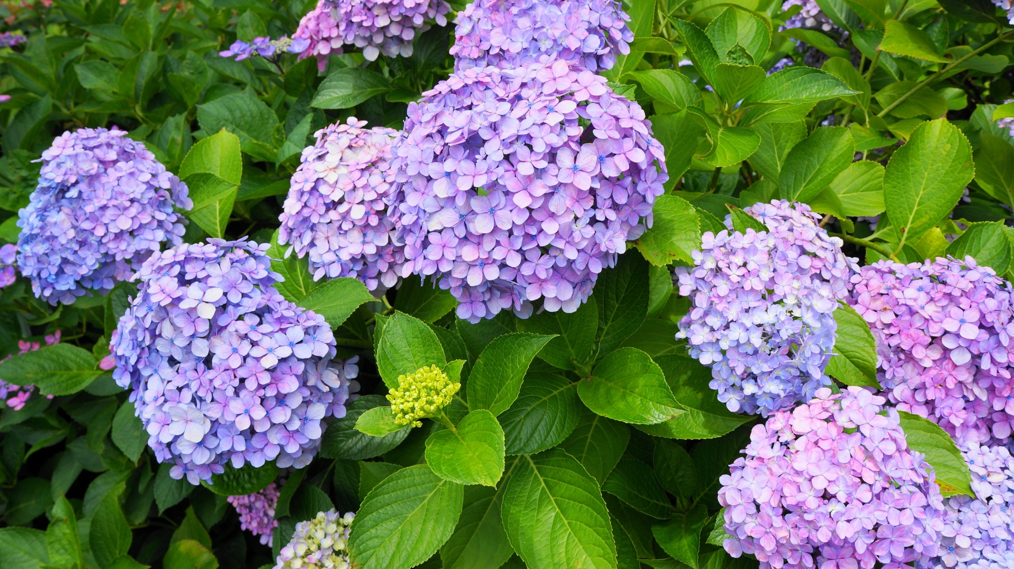 咲き誇る三室戸寺の華やかな薄紫色の紫陽花