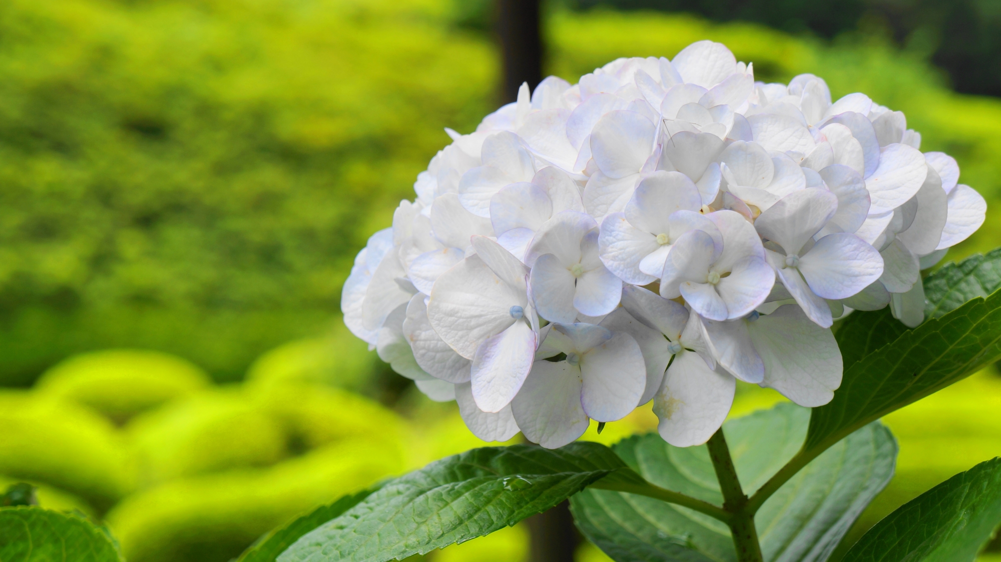 三室戸寺の淡い緑の中で咲くうっすら水色の入った白い紫陽花
