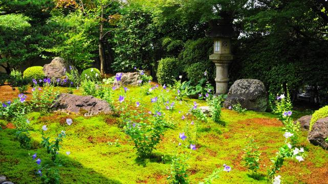 見ごろの華やかなキキョウにつつまれた天得院の苔の庭園