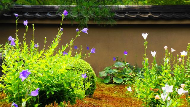 東福寺塔頭の天得院の見ごろのキキョウの花