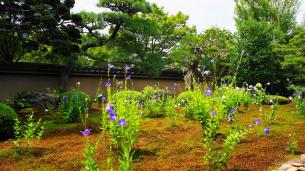 東福寺塔頭の天得院の見ごろの桔梗（キキョウ） 7月